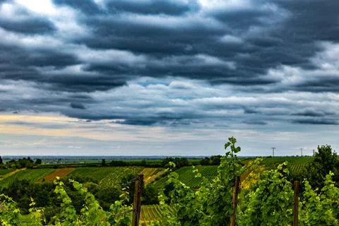 Vineyard Under Cloudy Sky Stock Photos