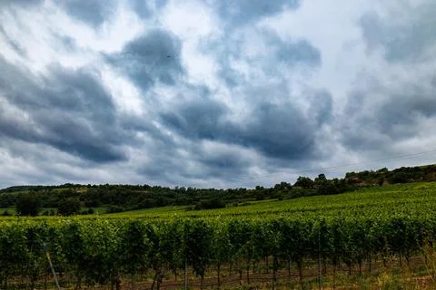 Vineyard Under Cloudy Sky Stock Photos