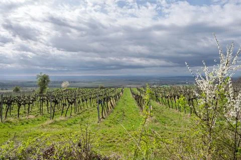 Vineyard under a cloudy sky Fotos Stock