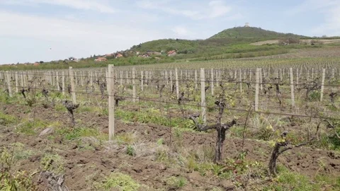 Vineyard under the hill in spring Stock Footage 80868300