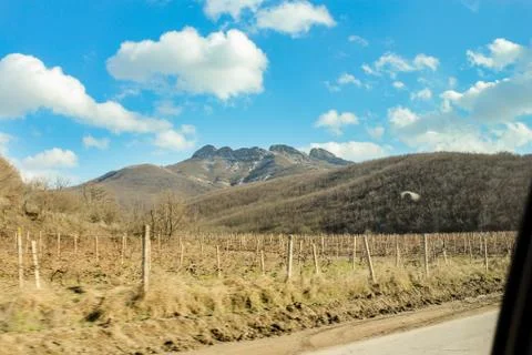 Vineyard under the mountain. Stock Photos