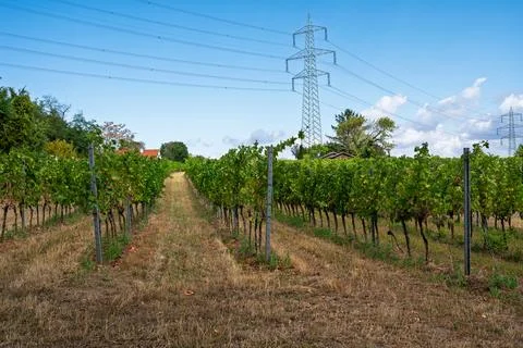 Vineyard under the power lines Stock Photos