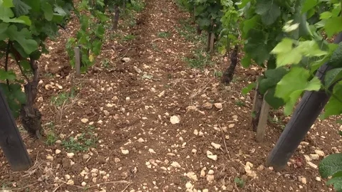 Vineyard under the Sun Stock Footage 83445519