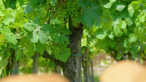 Vineyard with unripe grapes Stock Footage 314634463