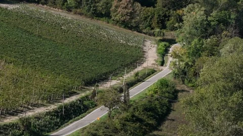 Vineyard Val d Arda Colli Piacentini Piacenza road pullback aerial Stock-Footage 333838984
