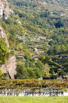 Vineyard, Valle d'aosta, Italy Stock Photos