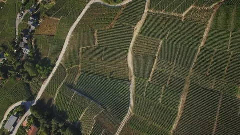Vineyard valley - camera tilting up aerial shot Stock Footage 72563816