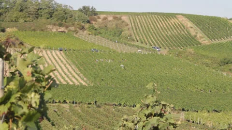 Vineyard Valley Stock Footage 25937398