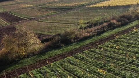 Vineyard in valley Video stock 153107008