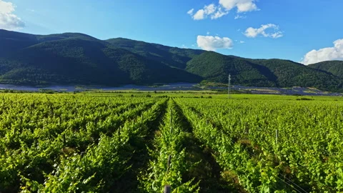 Vineyard in a valley with mountains in the background and clear blue sky during Stock Footage 340772858