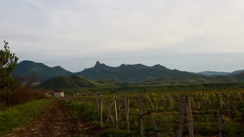 Vineyard in the valley next to the ridge Stock Footage 76429579