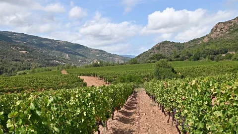 Vineyard in a valley surrounded by hills and mountains. Agriculture. Stock Footage 316525262