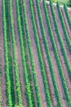 Vineyard vertical lines Stock Photos