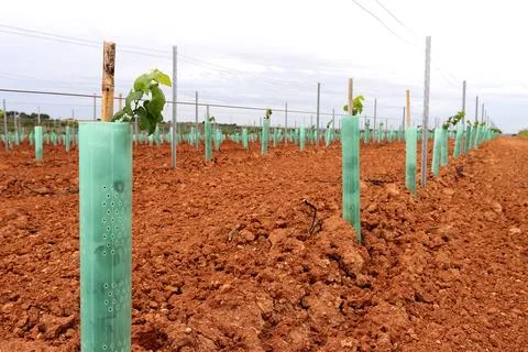 Vineyard Vertical Shoot Positioned Trellis winegrape Stock Photos