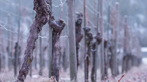 Vineyard Video with grapes Stock Footage 107477744