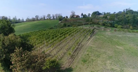 Vineyard view from above, flying over a vineyard, house standing on a hill Video stock 91032169