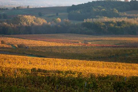 Vineyard view in autumn Stock Photos