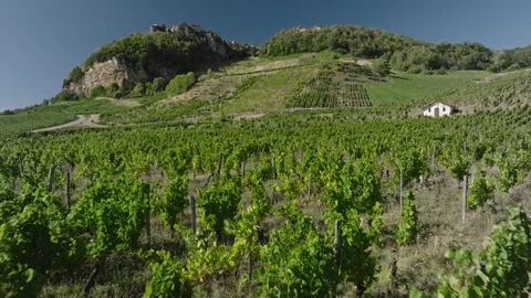 Vineyard view of Chateau Chalon perched village on a rocky cliff, Jura, Franc Stock Footage 341881959
