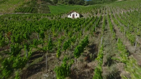 Vineyard view of Chateau Chalon perched village on a rocky cliff, Jura, Franc Stock Footage 341882011