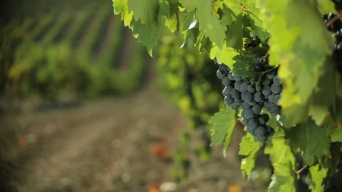 Vineyard View Stock Footage 105006384