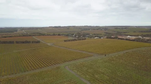 Vineyard view Stock Footage 108570131