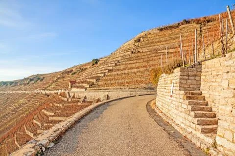 Vineyard view Stock Photos