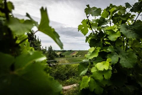 Vineyard View Stock Photos
