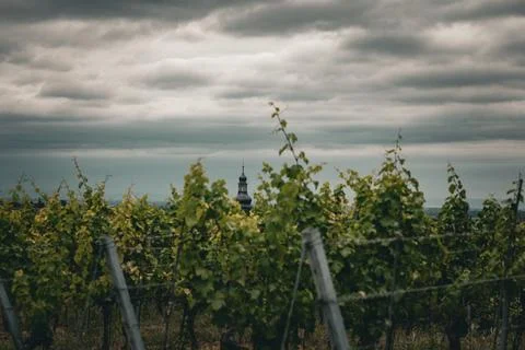 Vineyard View Stock Photos