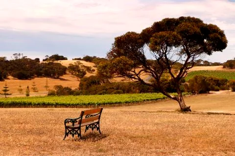 Vineyard Viewpoint Stock Photos
