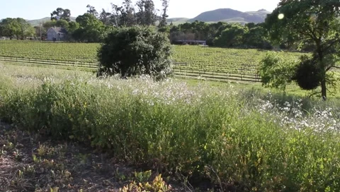 Vineyard views 7467 Stock Footage 3779385