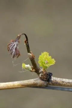Vineyard vine shoot sprouting new green leaves in spring Foto stock