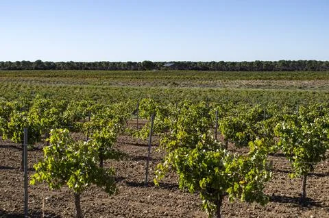 Vineyard vine training. Stock Photos