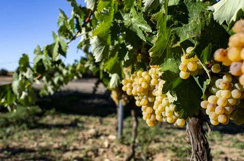 Vineyard vine training. Stock Photos