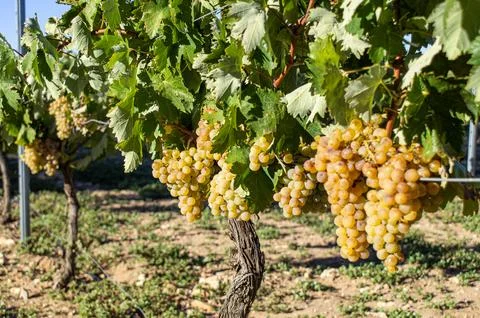 Vineyard vine training. Stock Photos