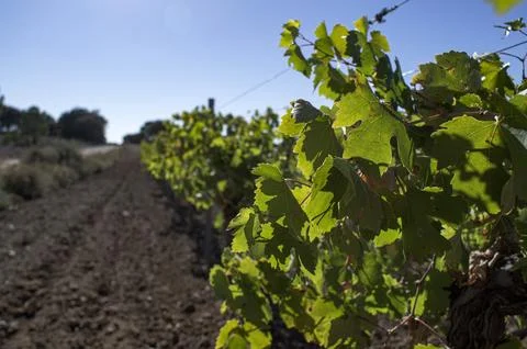 Vineyard vine training. Stock Photos