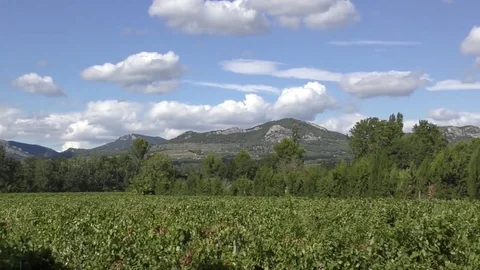 Vineyard vines distant mountains panning Stock Footage 82582886
