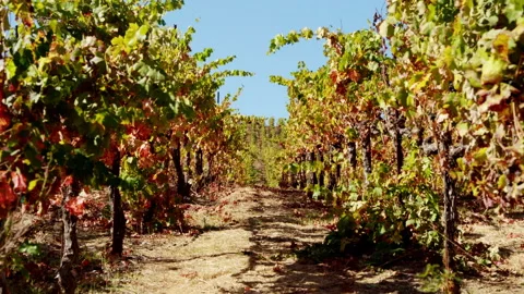 Vineyard Vines Stock Footage 146650939