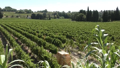 Vineyard vines fruit boxes 040917 Stock Footage 82582847