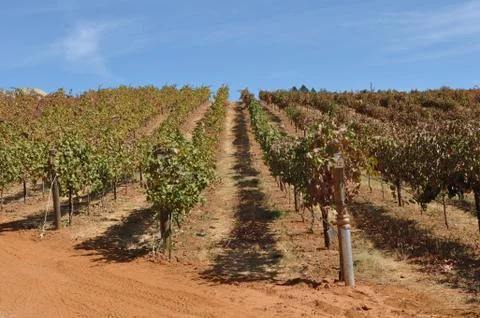 Vineyard with vines in a row Foto stock