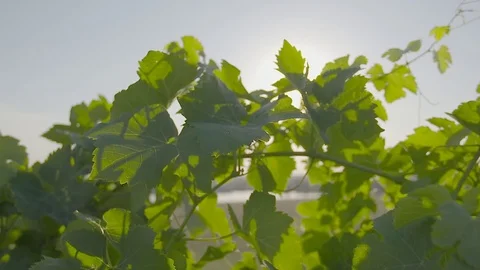 Vineyard vines with solar flare Video stock 74060816