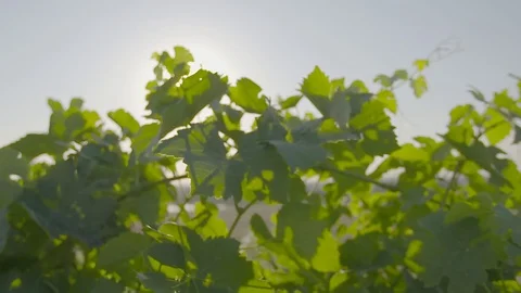 Vineyard vines with solar flare Stock Footage 74061147
