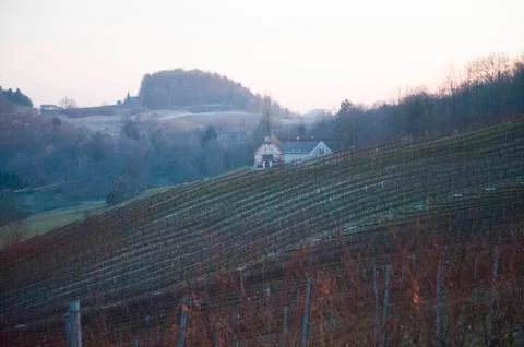 Vineyard with vines in spring Stock Photos