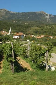 Vineyard in Vipava Valley Stock Photos