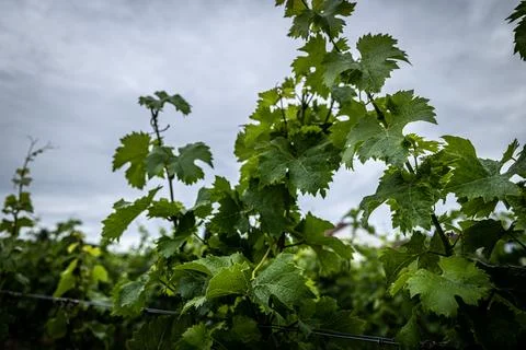 Vineyard Vista Stock Photos