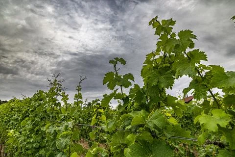 Vineyard Vista Stock Photos