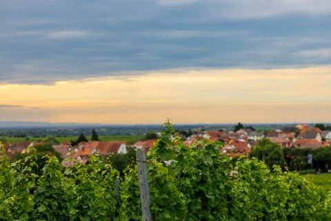 Vineyard Vista Stock Photos