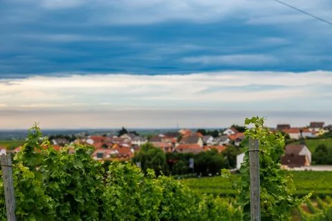 Vineyard Vista Stock Photos