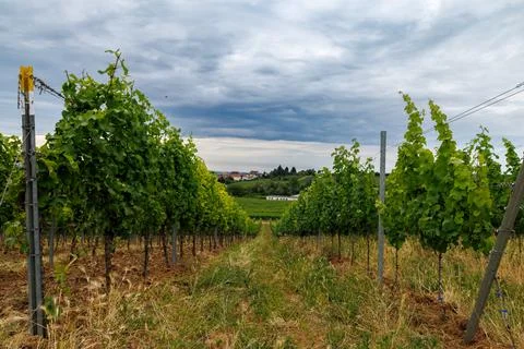 Vineyard Vista Stock Photos