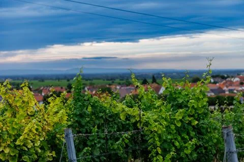 Vineyard Vista Stock Photos
