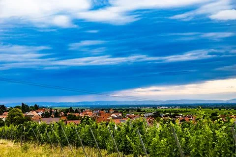 Vineyard Vista Stock Photos